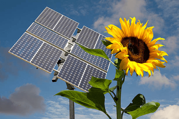 https://media.istockphoto.com/id/172470445/photo/sunflower-and-solar-panel.jpg?s=612x612&w=0&k=20&c=njRNX5mcC_4IA7ZnJPyjOz5Hf-jNwd4XkhAT9qgM6Q8=